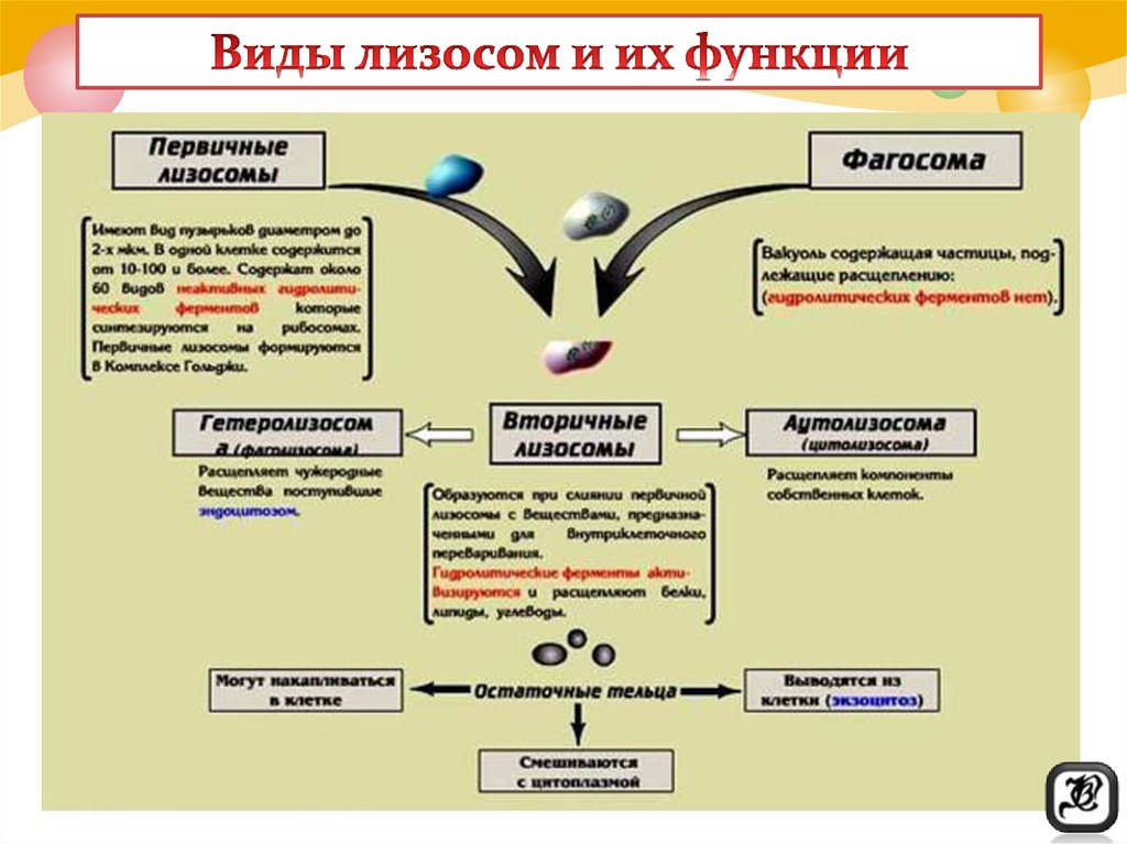 Типы лизосом