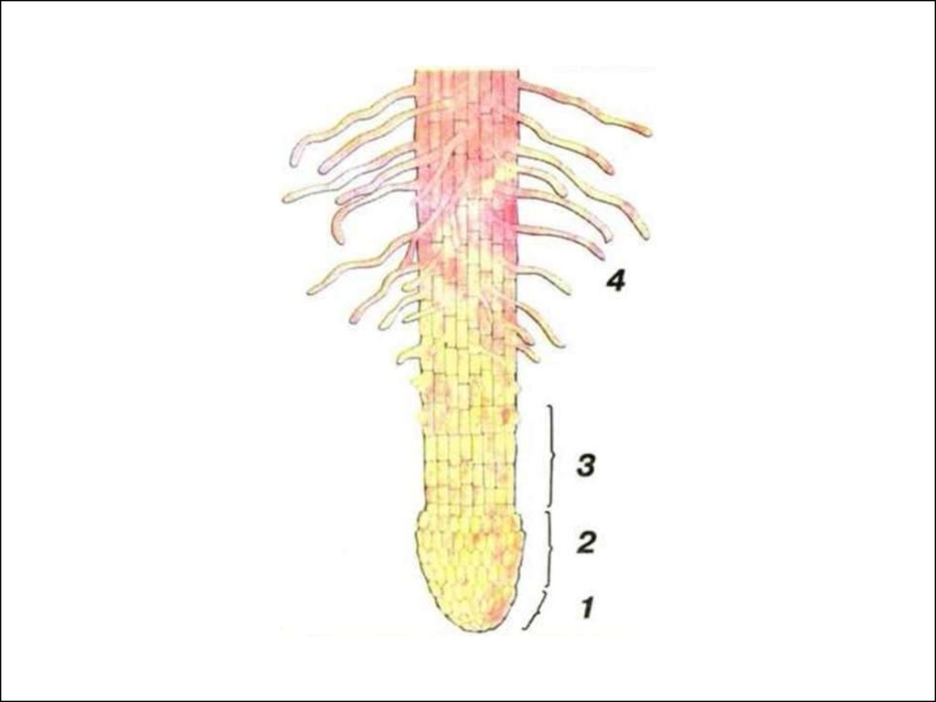 Корень биология 6 класс. Строение корня на продольном срезе. Продольный срез корня. Продольный срез корня 6 класс биология. Зарисовать продольный срез корня.