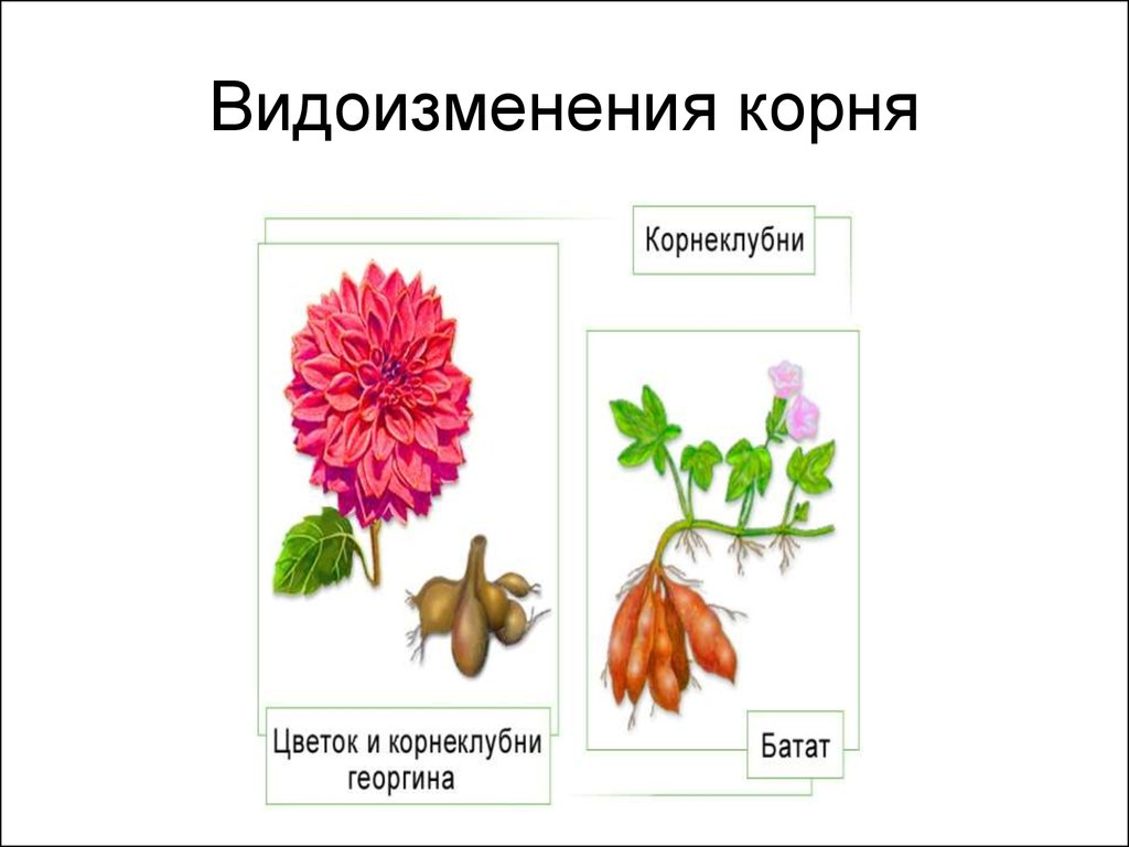 Видоизмененные корни. Видоизменения корней корнеклубни. Георгин строение видоизменения корня. Корнеклубни георгина. Корнеклубни это видоизменения.