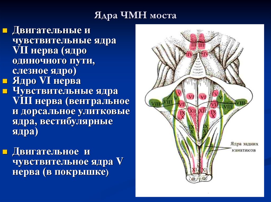 Ромбовидная ямка черепные нервы. Ядра черепных:нервов 4 желудочек. Мост ядра черепных нервов. Чувствительные ядра черепных нервов. Ядра черепных нервов среднего мозга.