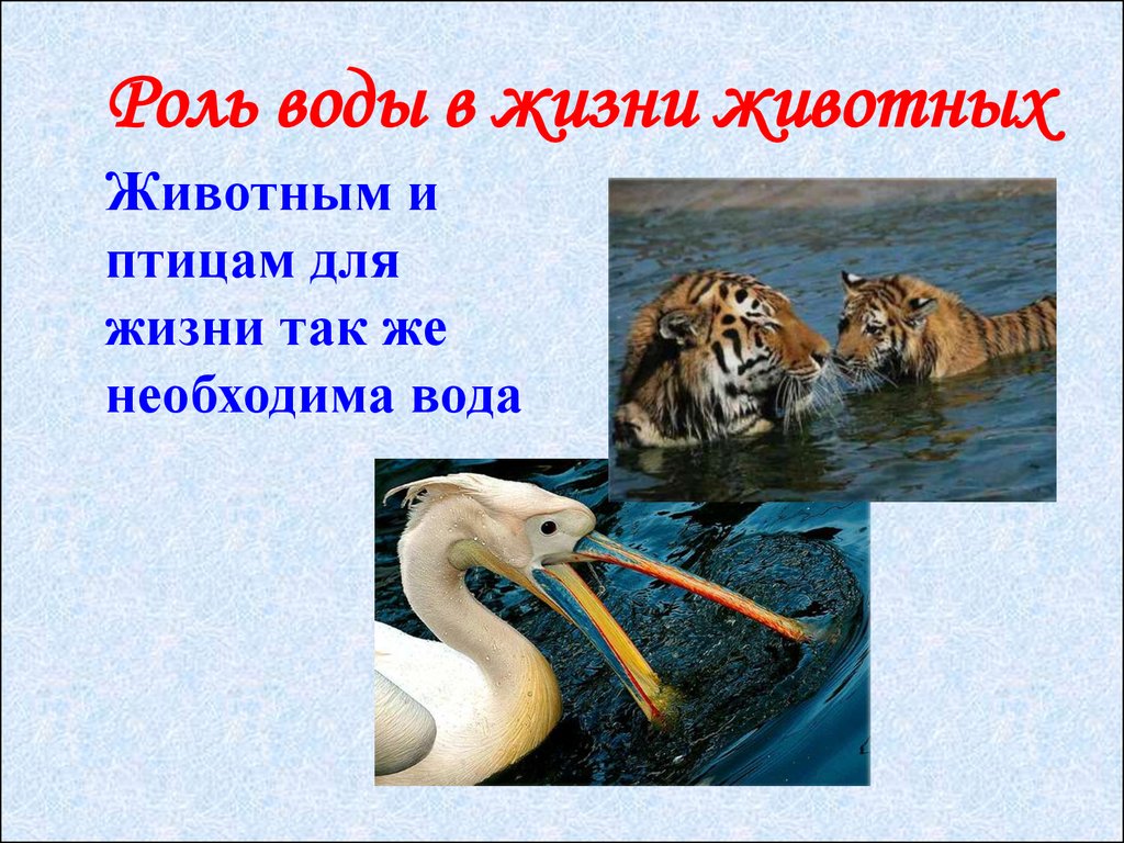 Для чего нужна вода животным 2 класс. Роль воды в жизни животных. Значение воды в жизни животных. Вода в жизни животных презентация. Вода в жизни животных доклад.