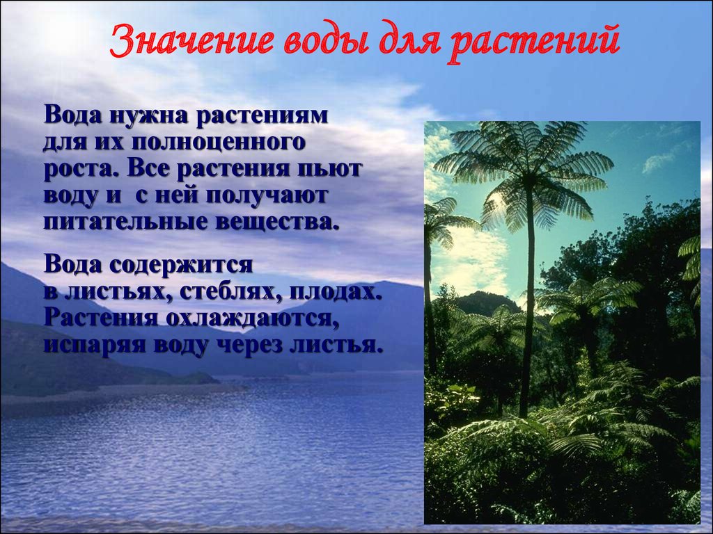 Проект растения и вода