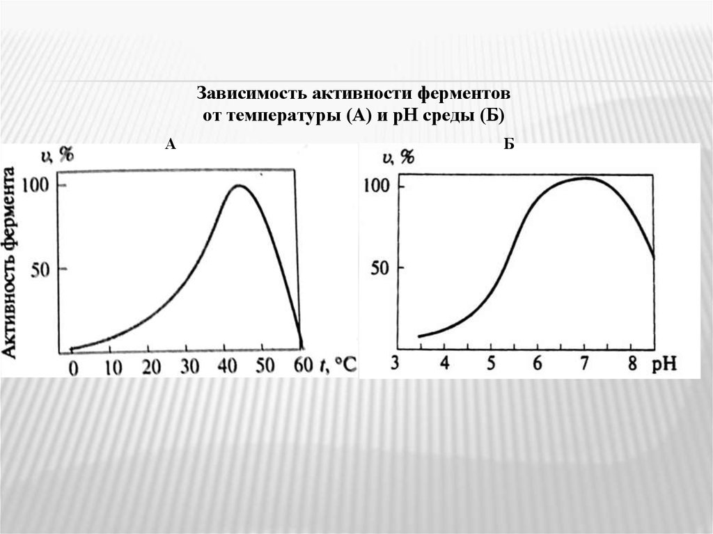 Активность фермента зависит от. Зависимость активности ферментов от PH И температуры. Зависимость активности ферментов от температуры и РН среды. Зависимость активности ферментов от температуры. Зависимость активности ферментов от PH среды.