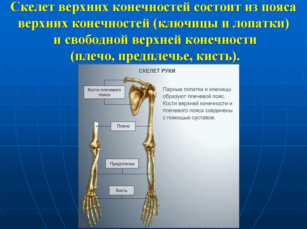 Выбери кости пояса верхней конечности. Скелет пояса верхних конечностей. Кости пояса верхней конечности и свободной верхней конечности. Верхняя конечность состоит из. Скелет свободной верхней конечности.