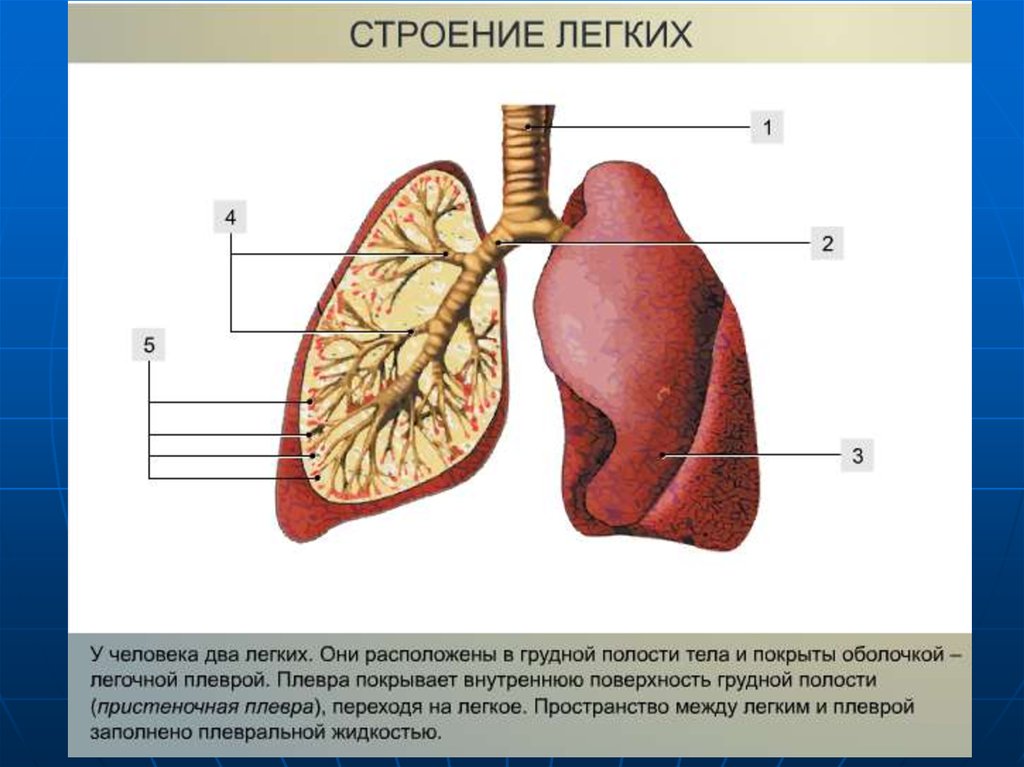 Легкие человека рисунки строение