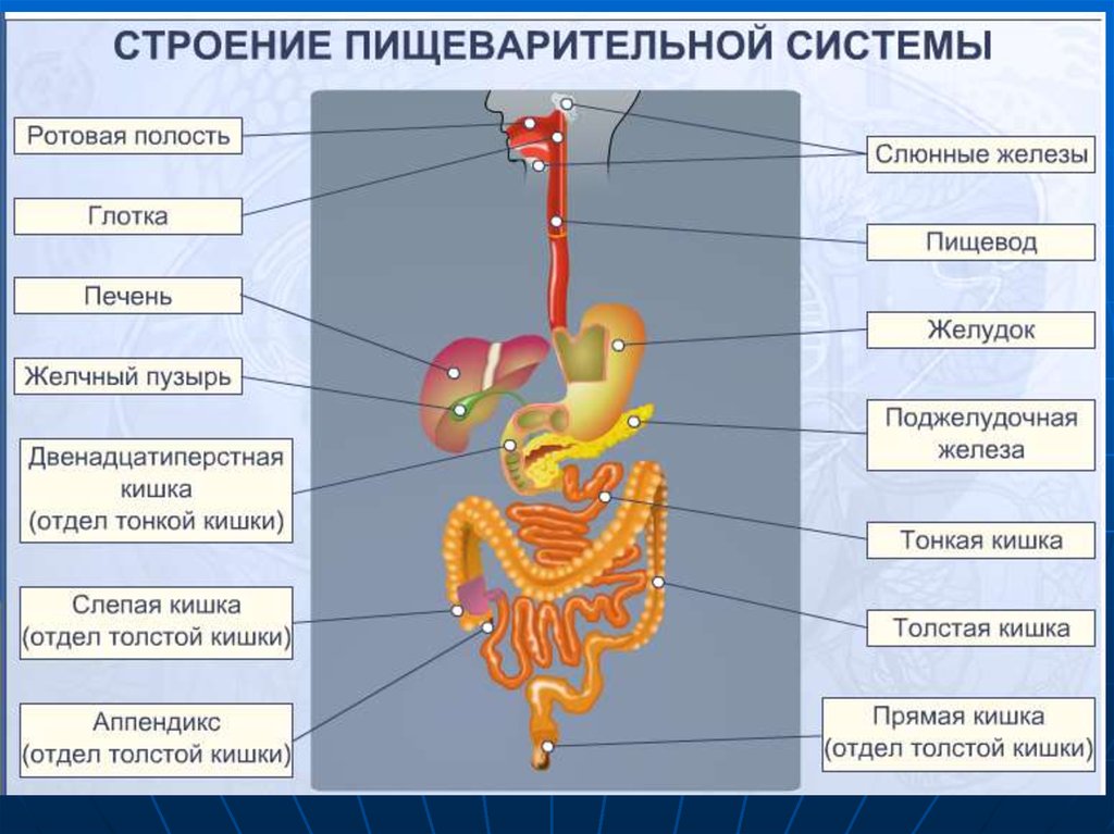 Развитие пищеварительной системы анатомия