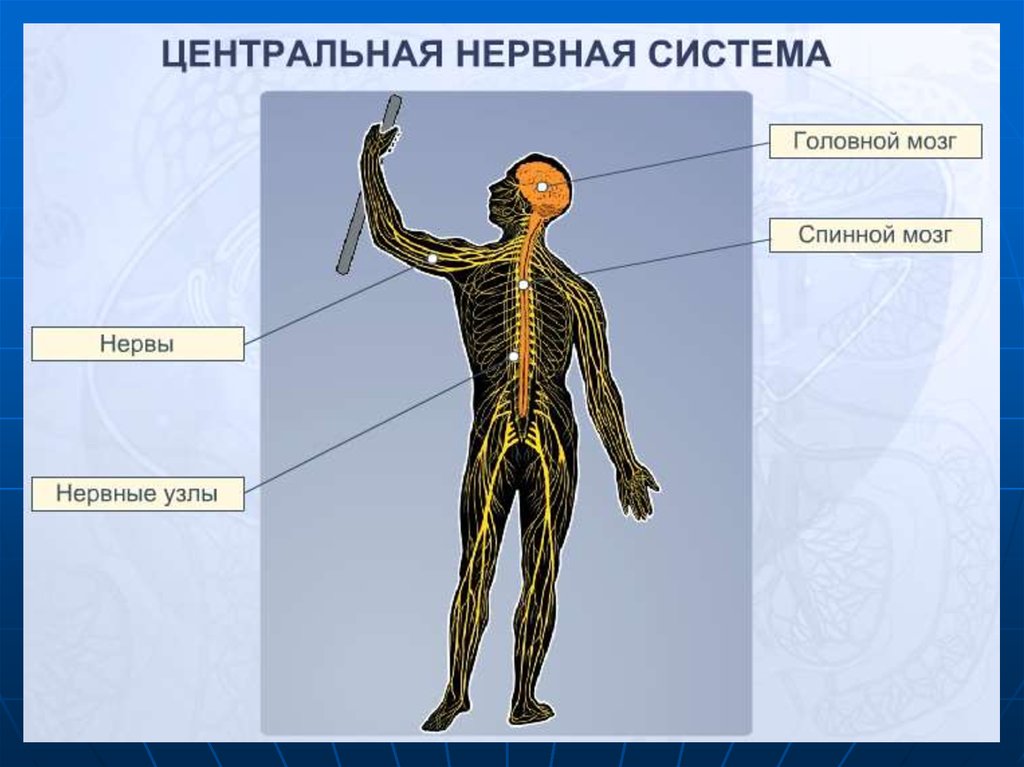 Укажите название органа периферической нервной системы человека. Нервная система человека. Центральная нервная система. Центральная и периферическая нервная система. Нервная системачеловнка.