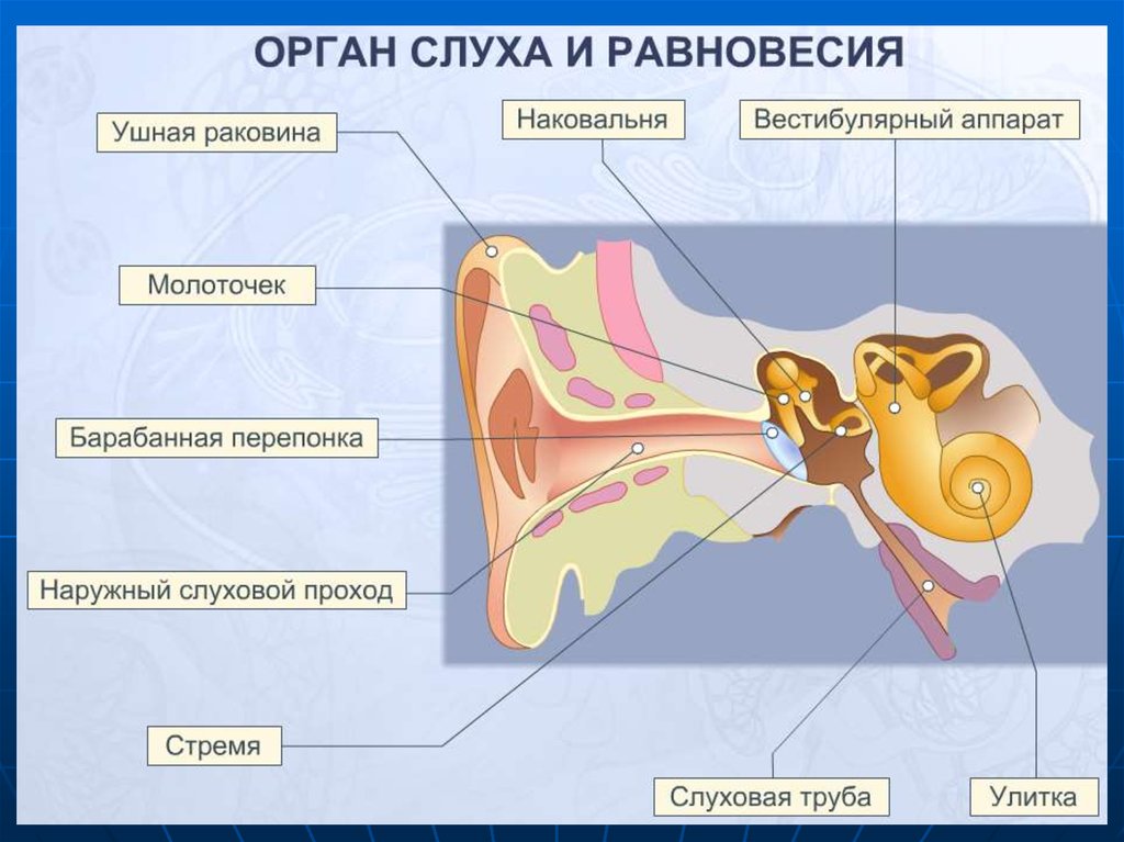 Центральный орган слуха. Орган слуха и равновесия. Орган слуха и равновесия анатомия. Орган слуха и орган равновесия. Строение органа слуха.