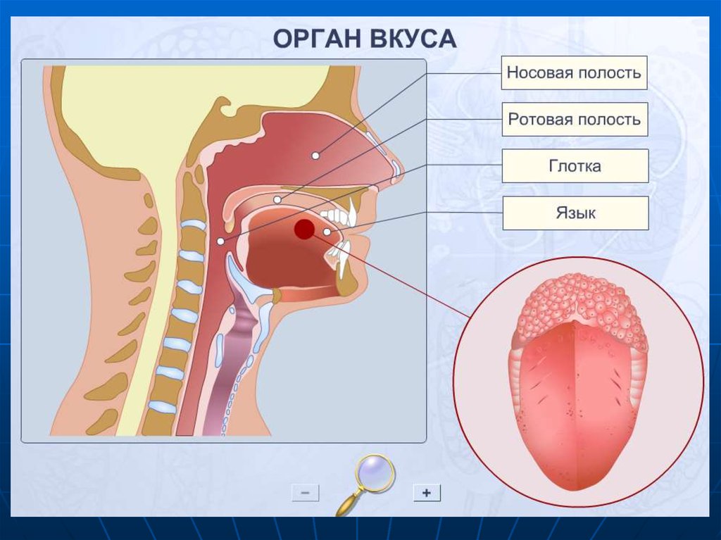 Орган вкуса презентация