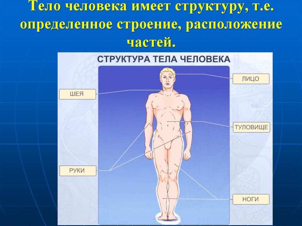 Туловище тела. Туловище человека. Разделы тела человека. Расположение частей тела человека. Анатомия человека части тела.