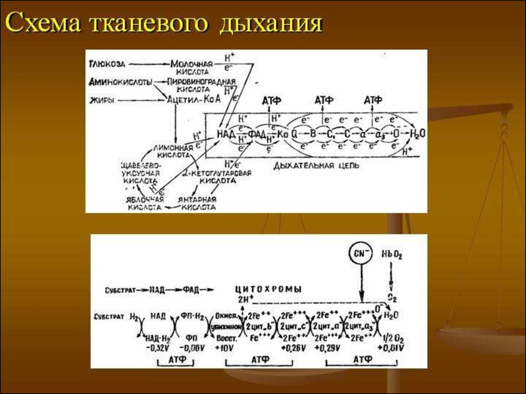 Схема тканевого дыхания