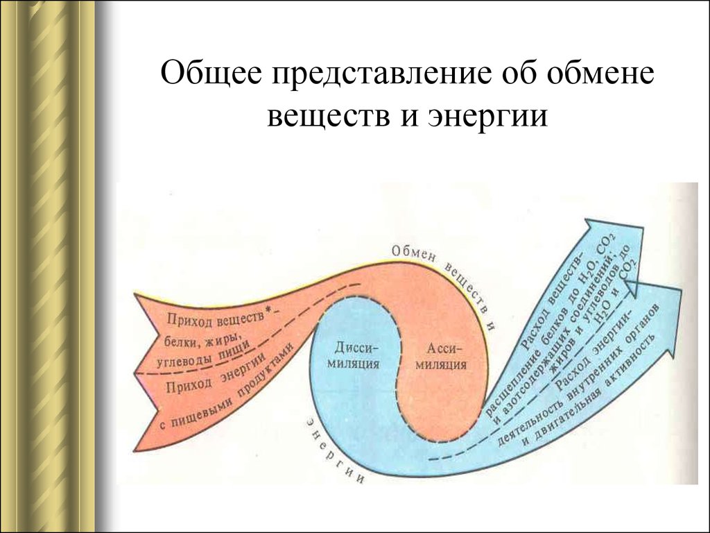 Физиология обмен веществ презентация