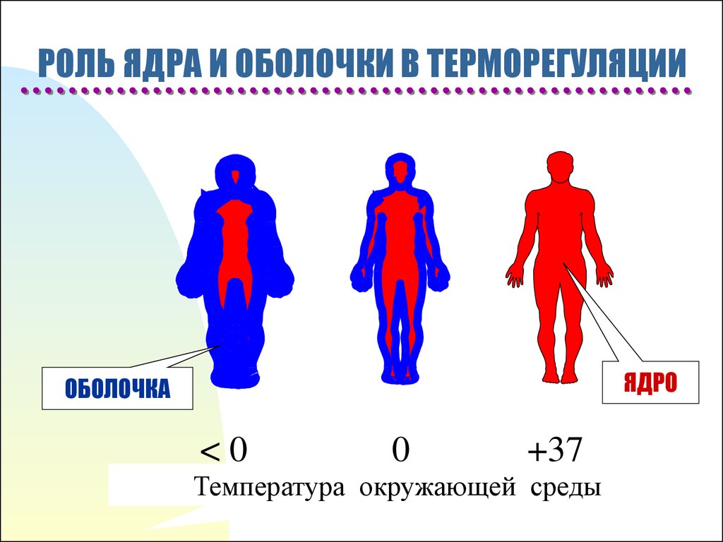 Почему разная температура. Терморегуляция ядро и оболочка. Температурное ядро и оболочка тела. Температура «ядра» и «оболочки». Температура ядра и оболочки тела.