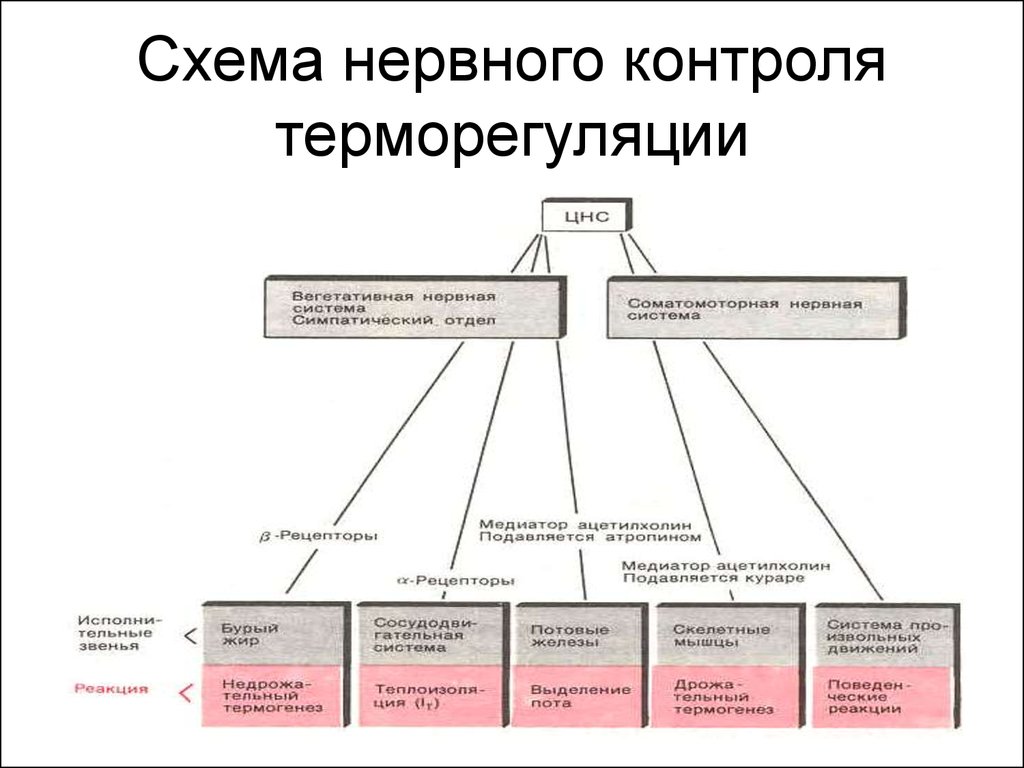 Схема терморегуляции человека