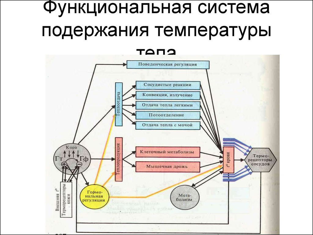 Принципиальная схема функциональной системы гомеостатического уровня регуляции функций