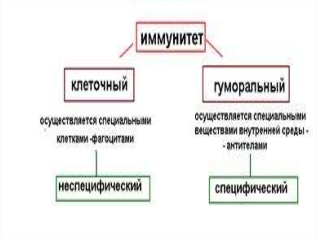 Механизм иммунитета схема