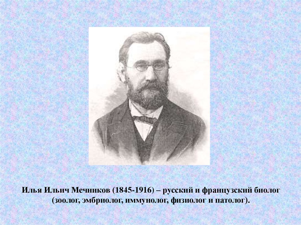 Что создал мечников в биологии. И. И. Мечникова (1845— 1916).. Мечников биолог.