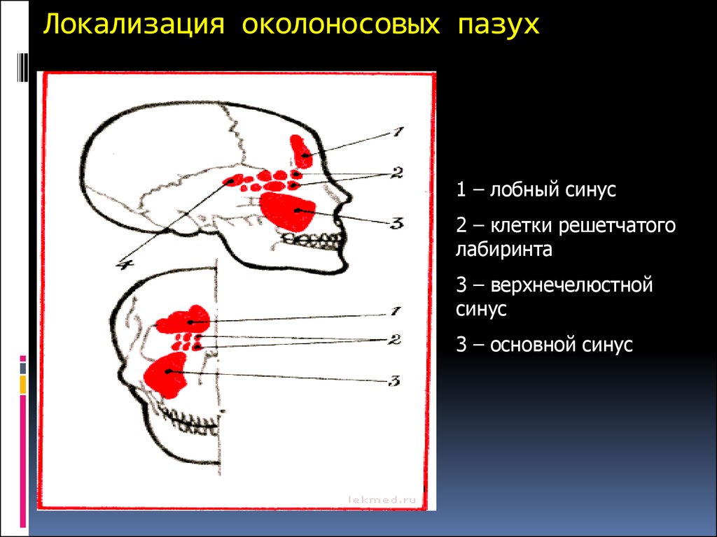 Ячейки решетчатой пазухи