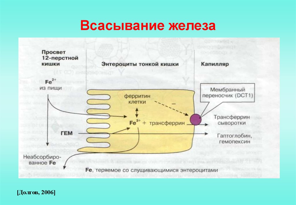 Схема всасывания железа