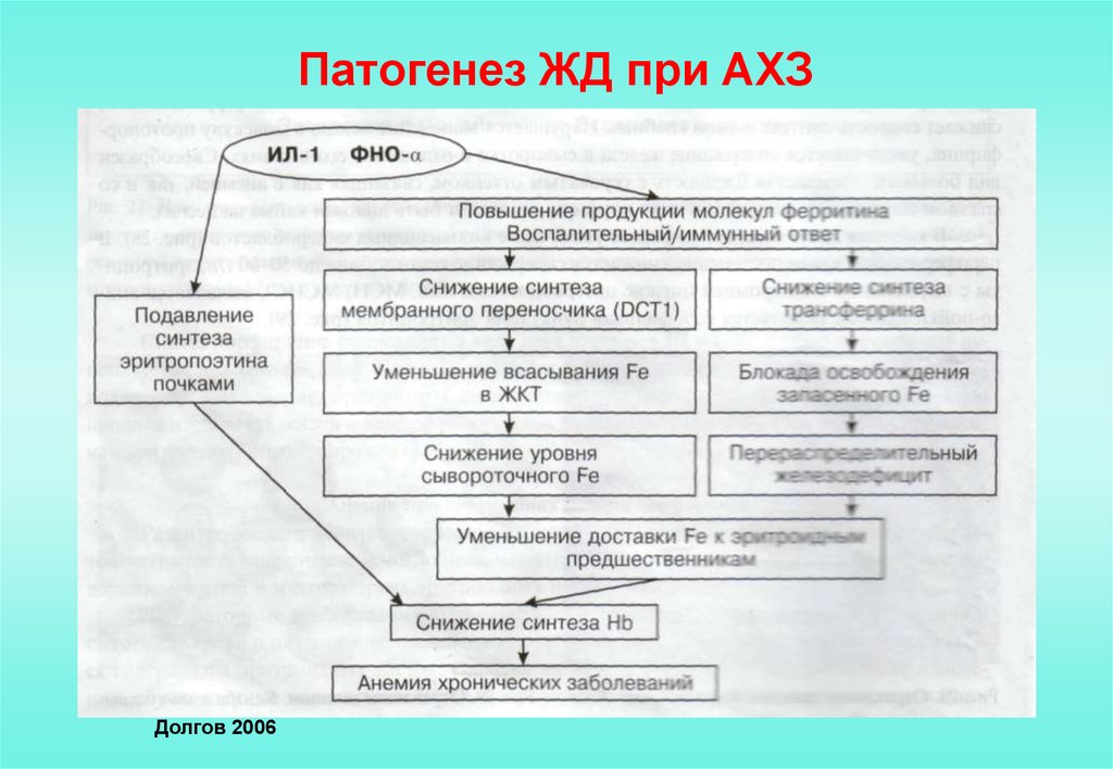 Патогенез жда схема