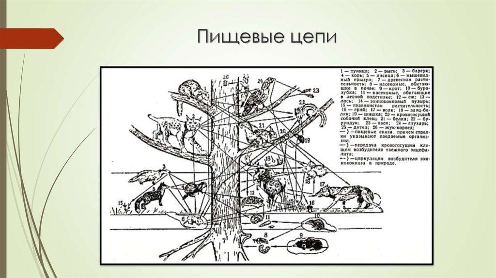 Пищевая цепь организмов елового леса рисунок 5 класс