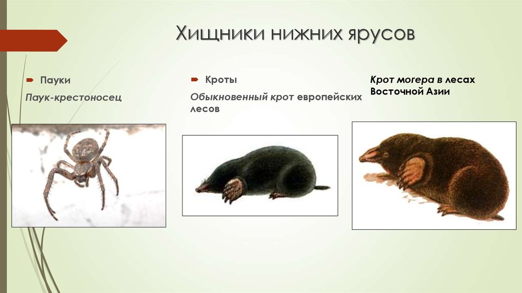 Цепочка питания. Пищевая цепочка насекомых. Цепь питания паукообразных. Цепь питания пауков. Цепочка the food chain.