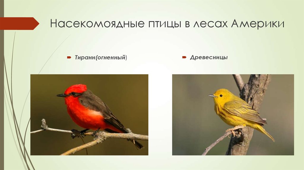 Насекомоядные птицы в лесах Америки