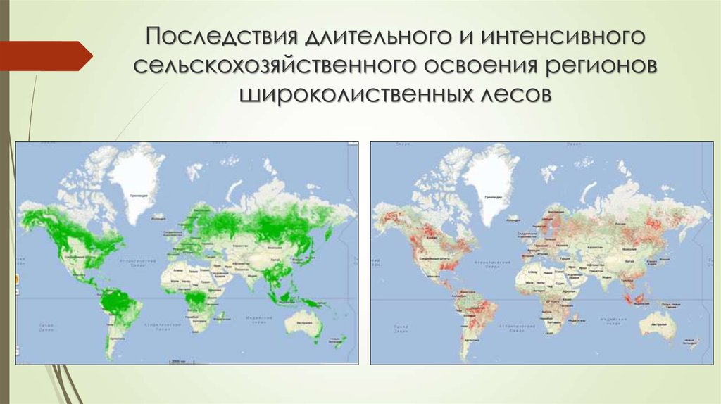 Какие народы проживают в зоне широколиственных лесов. Карта распространения широколиственных лесов. Зона широколиственных лесов на карте России.