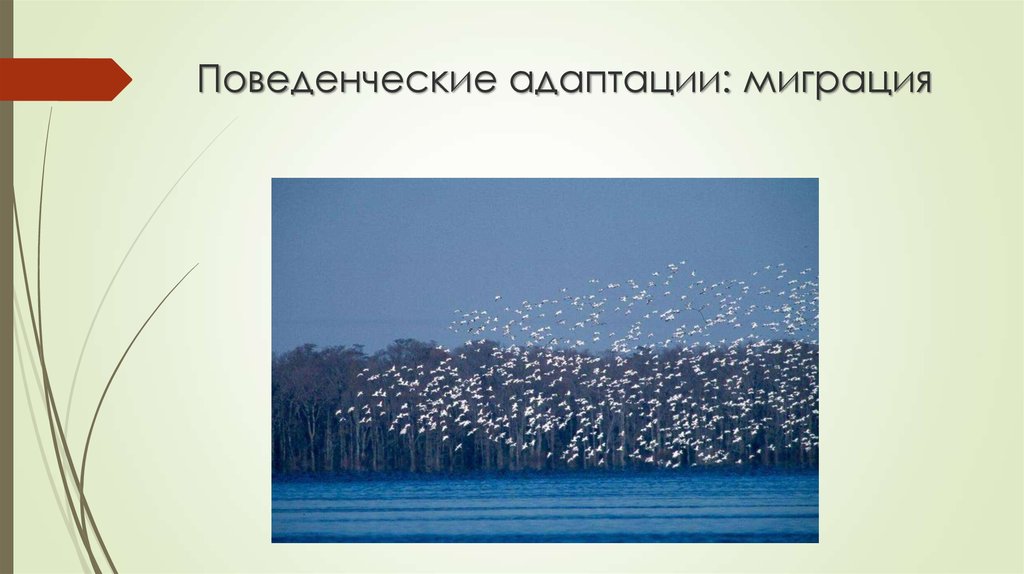 Поведенческие адаптации: миграция