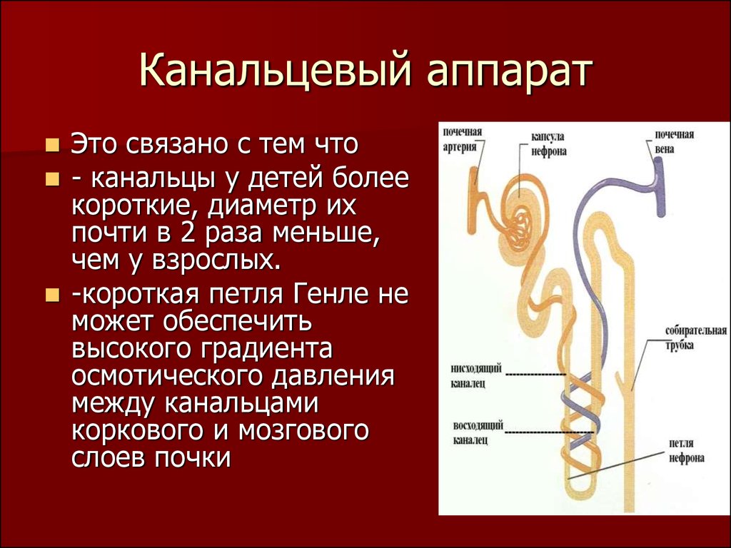 Клубочковая фильтрация канальцевая реабсорбция