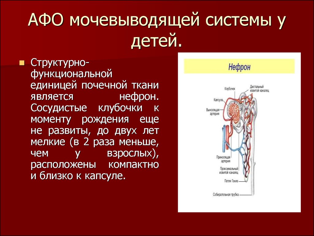 Анатомо физиологические основы. Афо мочевыводящей системы у детей. Афо новорожденного мочевыделительная система. Афо органов мочевыделения и почек у детей.