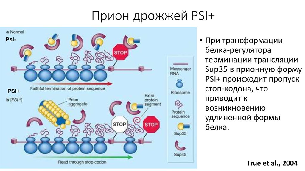 Дрожжи белок