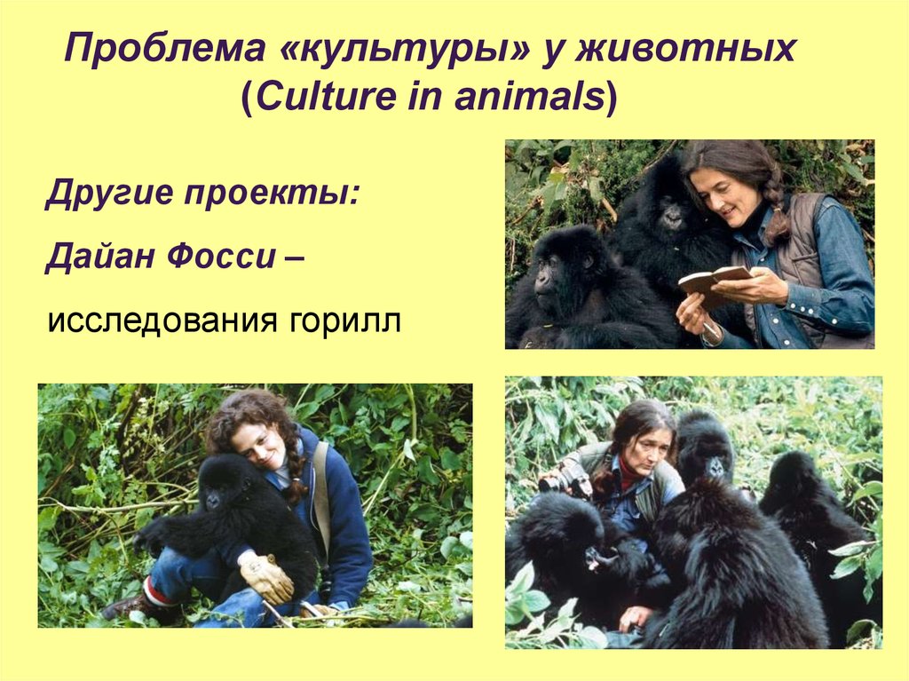 Dian fossey презентация