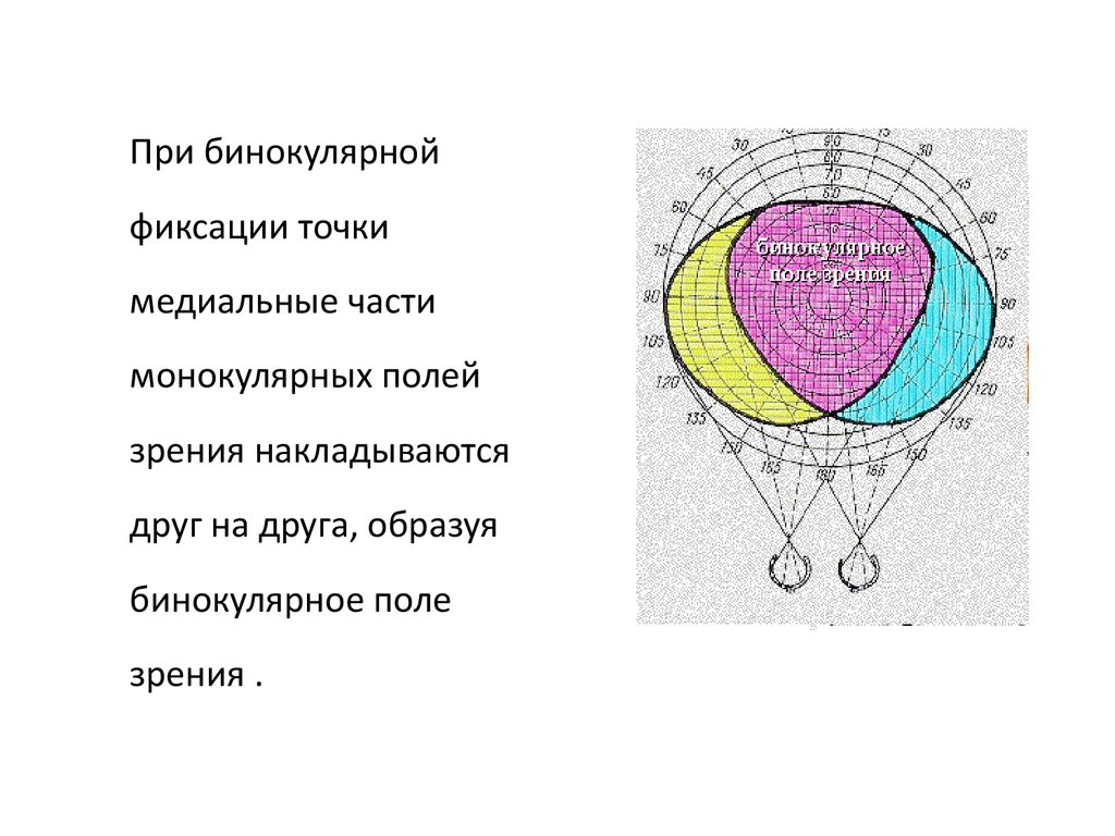 Бинокулярное зрение схема - 98 фото