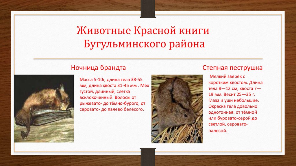 Какие животные красной книги обитают в татарстане