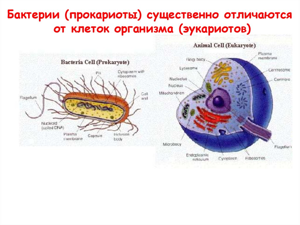 Клетки имеют ядро прокариоты эукариоты. Строение бактерий прокариоты и эукариоты. Строение клетки бактерий и эукариот. Строение клеток эукариотических и прокариотических микроорганизмов. Строение эукариотической клетки бактерии.
