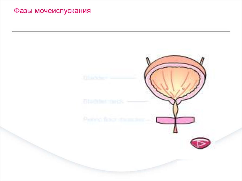 Механизм мочеиспускания схема