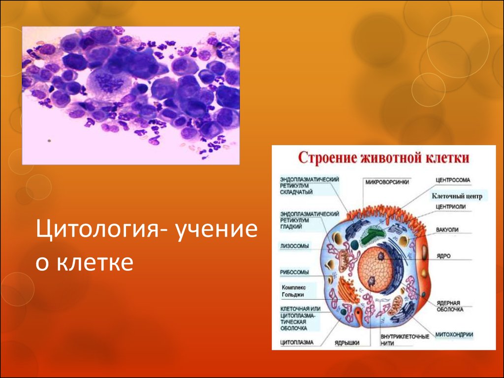 Презентация клетка 5 клетка. Цитология учение о клетке. Учение ОКЛЕТКИ цитология. Цитология животной клетки. Строение клетки учение о клетке.