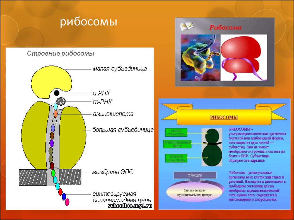 Рибосомы растительной клетки рисунок