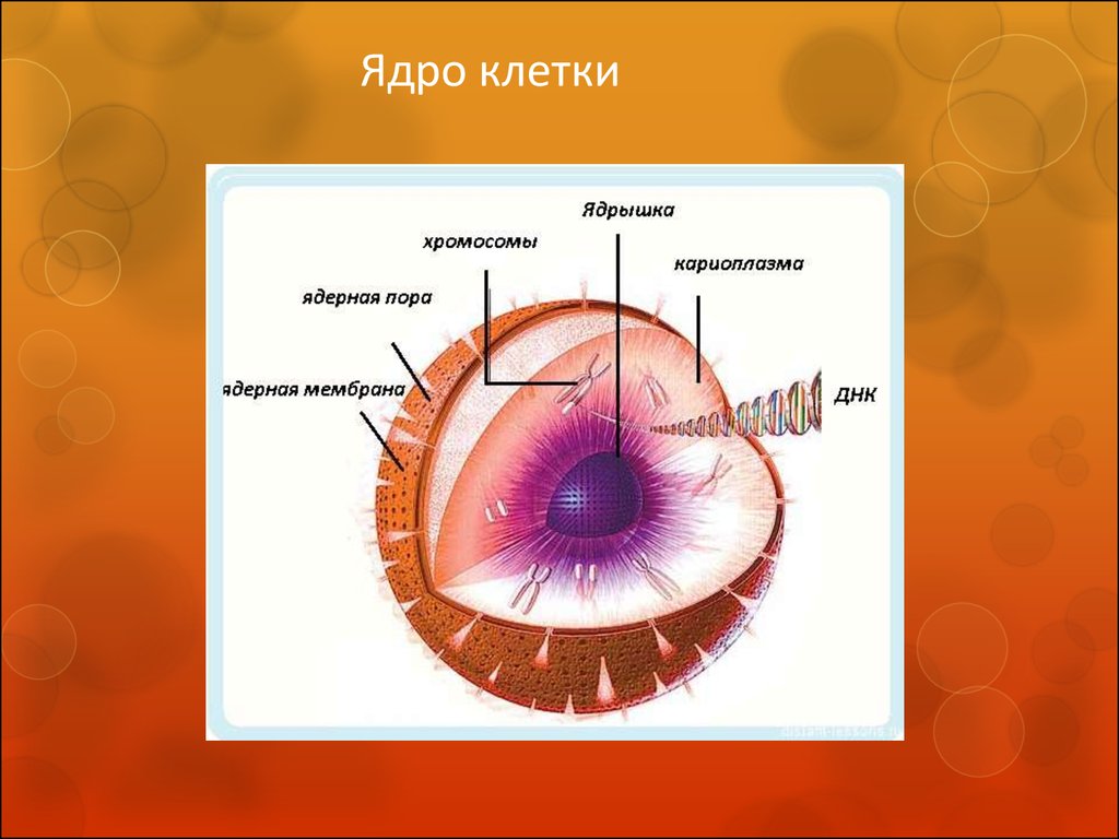 Ядрышко клетки. Ядро клетки. Строение ядра без надписей. Всё о ядре. Человек ядро.