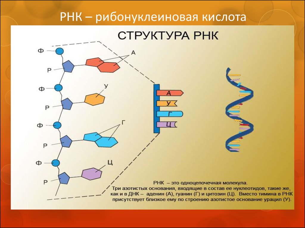 Какая молекула днк в ядре. Структура молекулы РНК. Структура молекулы РНК схема. Строение полимерных цепей РНК. РНК строение структура.