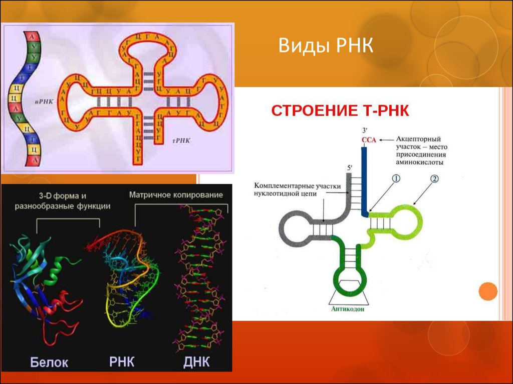 Молекула информационной рнк. Схема структуры РНК. Типы РНК строение. ТРНК ИРНК РРНК таблица. Строение МРНК ТРНК РРНК.