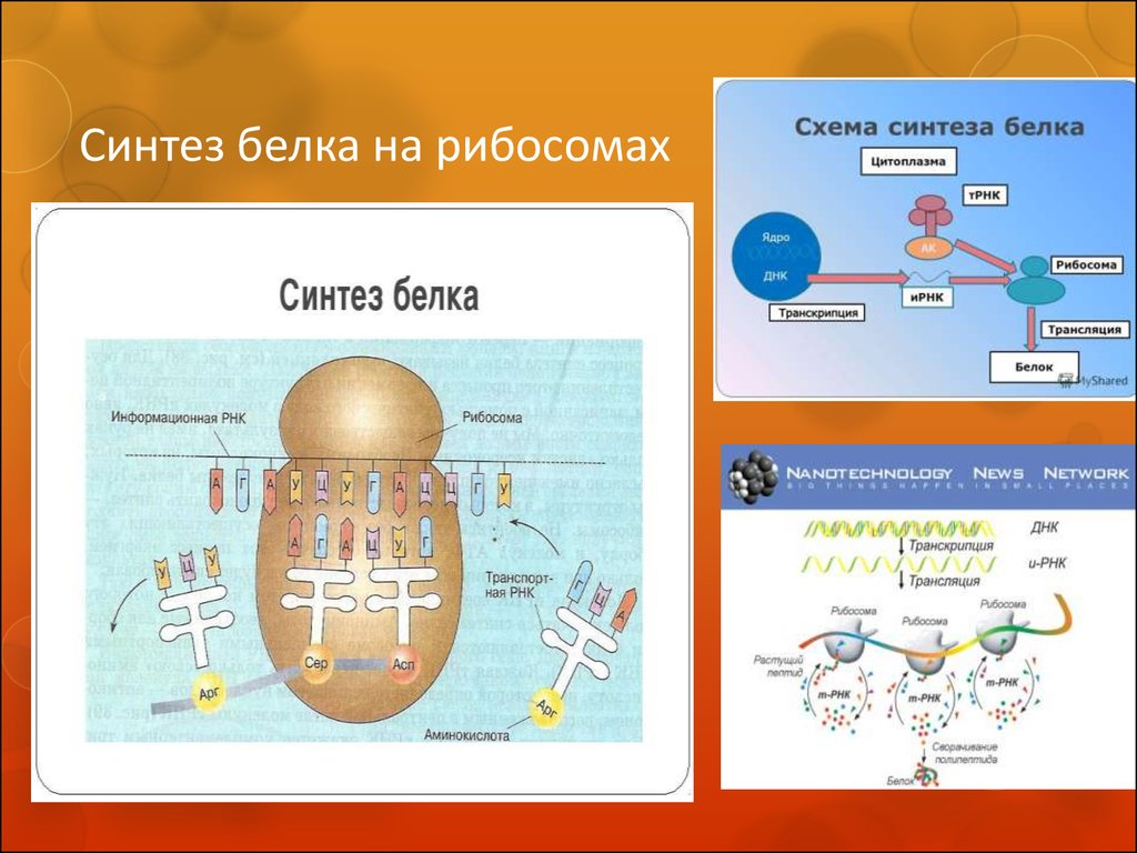 Синтез определенного белка. Схема синтеза белка в рибосоме 9 класс. Схема синтеза белка в рибосоме. Схема синтеза белка в рибосоме трансляция. Синтез белка в трансляции Синтез белка на рибосомах.