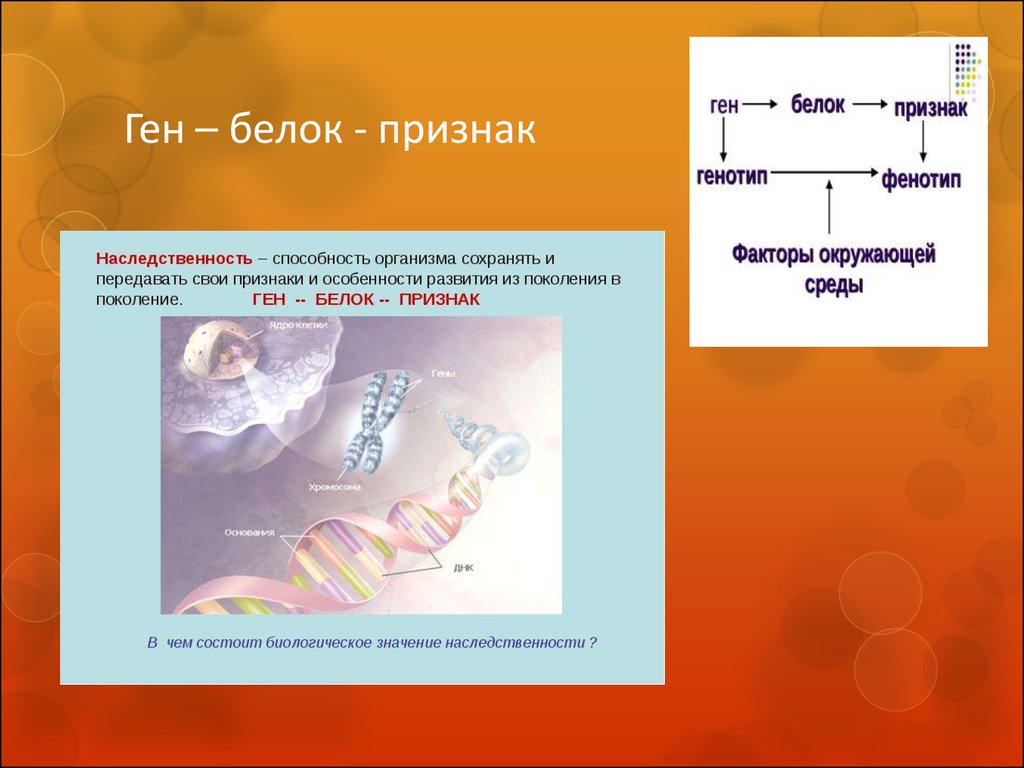 Геномная днк человека норма у мужчин