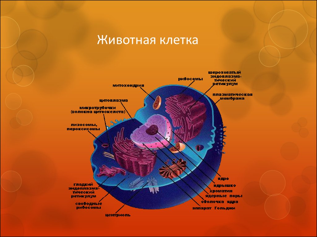 Тема животная клетка. Животная клетка. Строение клетки. Строение животной клетки. Общее представление о клетке.