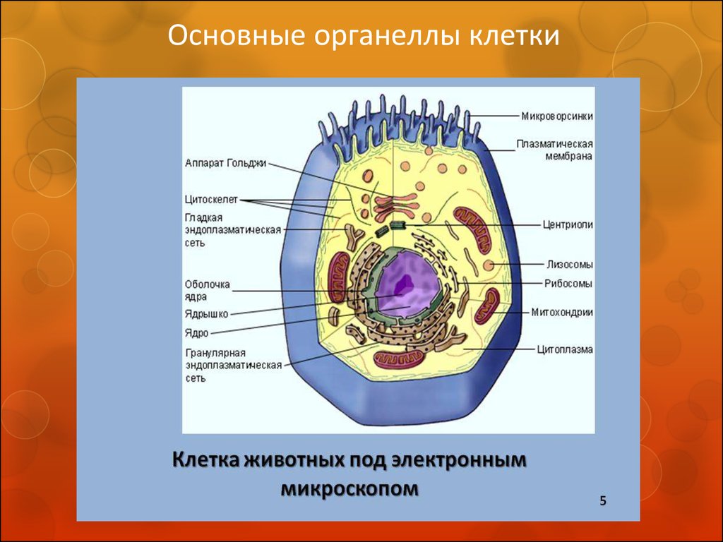 Органоиды принимают участие в делении клетки. Органоиды клетки животного. Строение клетки клеточные органоиды. Функции органелл клетки рисунок. Функции клеточной органеллы рисунок.