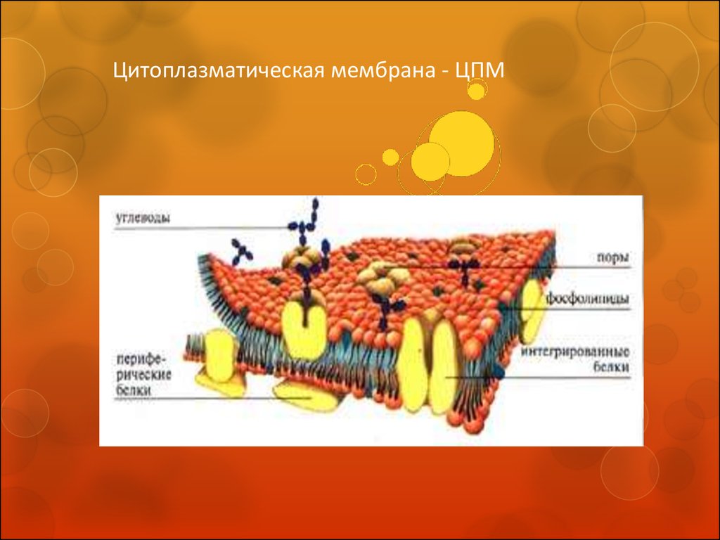 Школа цпм карта