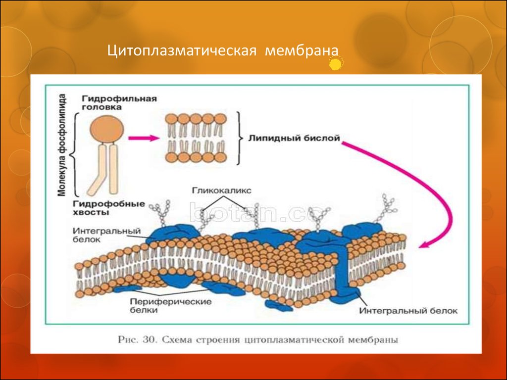 Общий план строения цитоплазматической мембраны