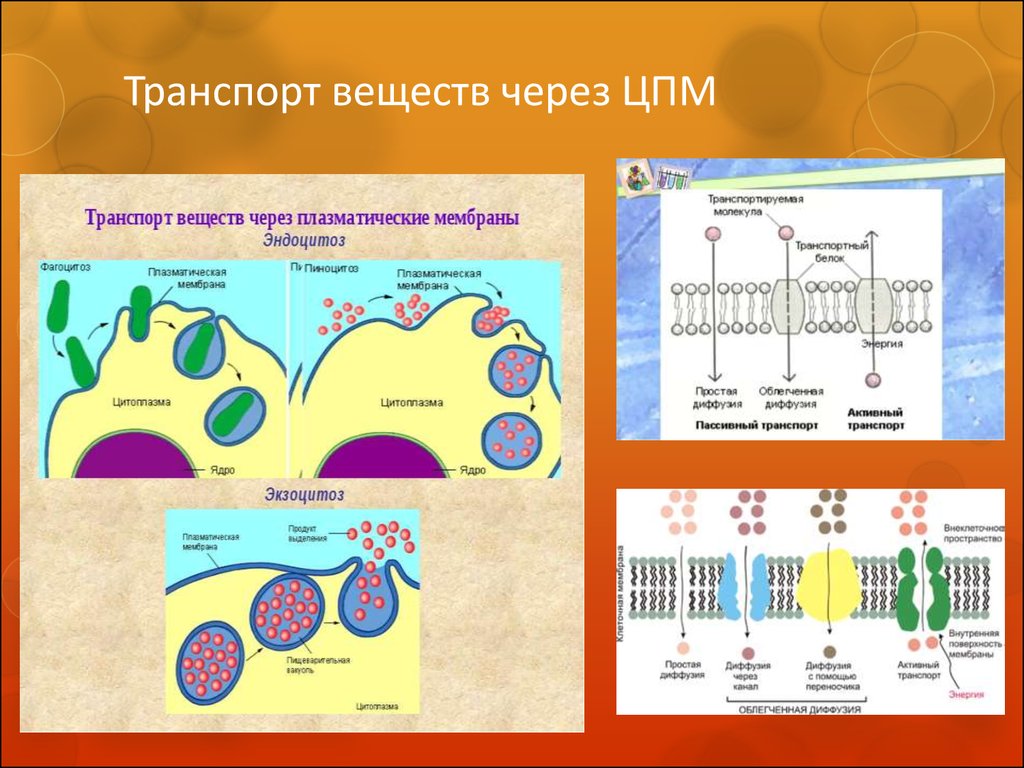 Поступление веществ в клетку схема