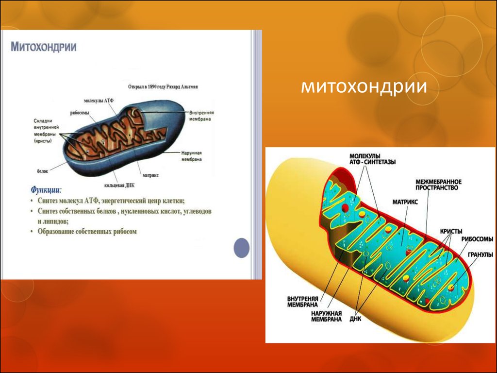 Митохондрии содержат. Функции митохондрий в клетке схема. Строение митохондрии ЕГЭ. Структура клетки митохондрии. Схема митохондрии клетки.